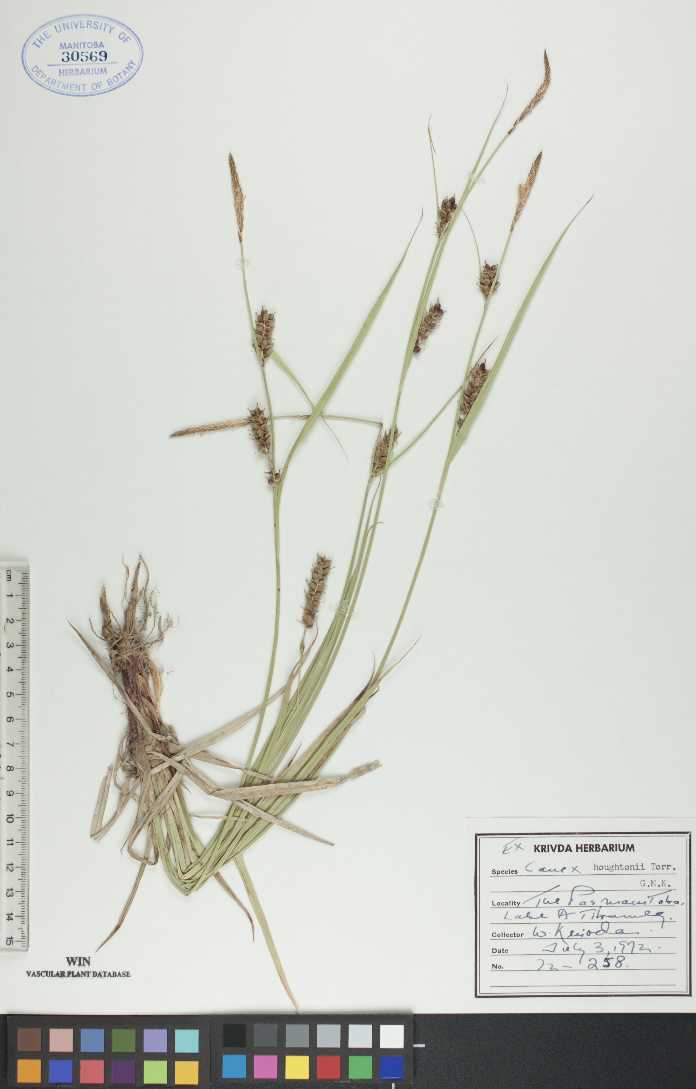 Carex houghtonii image